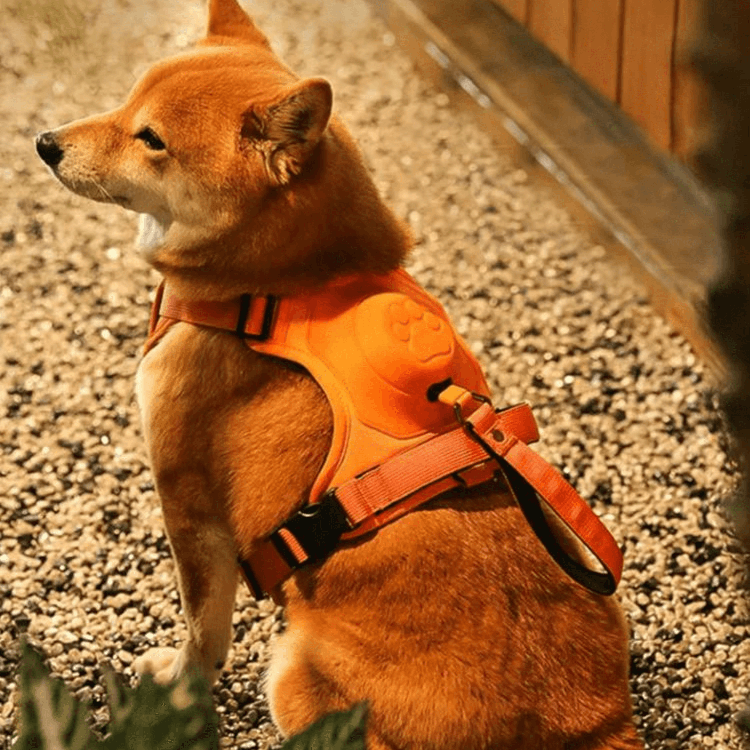 Automatic Retractable Dog Walking Harness - Cosypaws