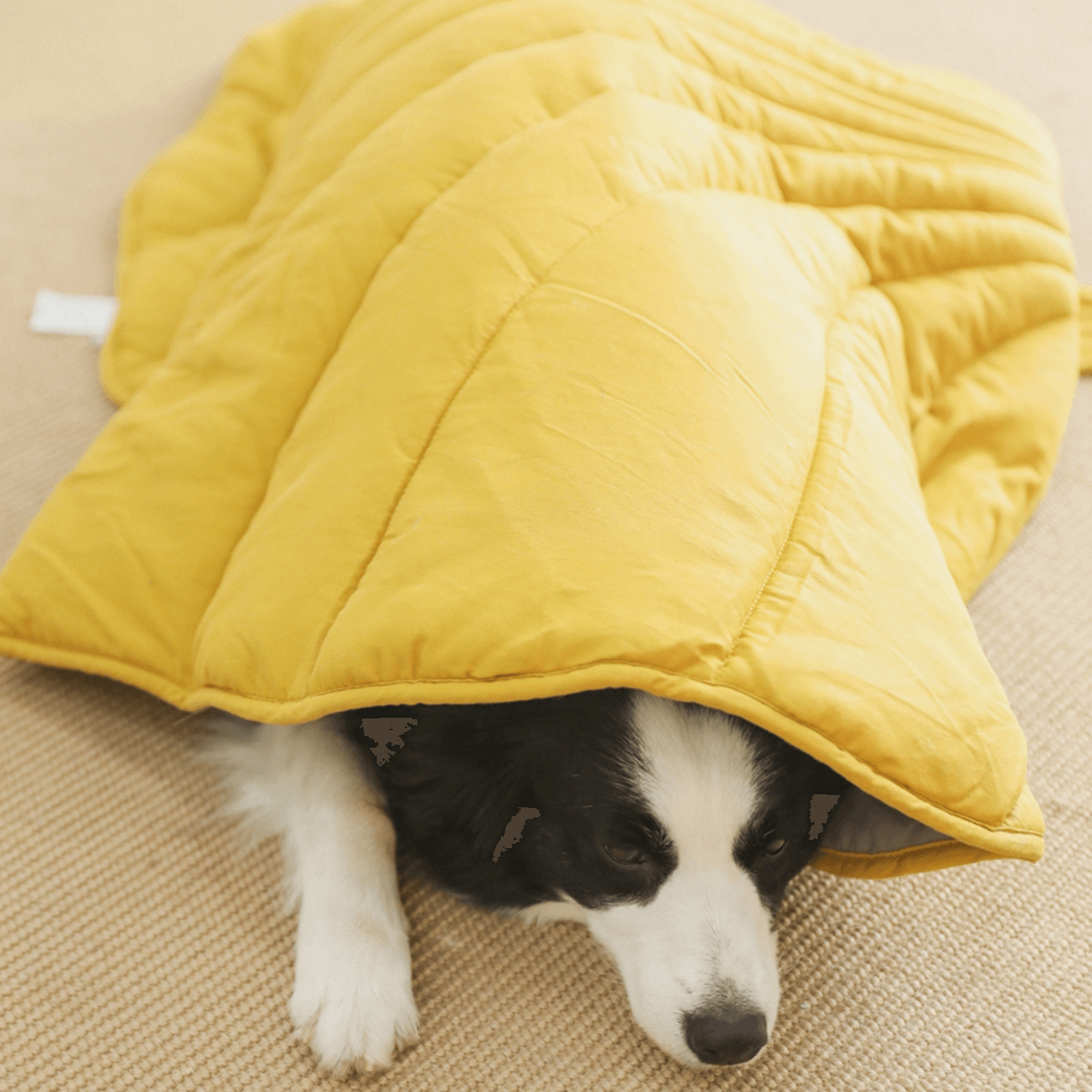 Special Dog Blanket - Cosypaws