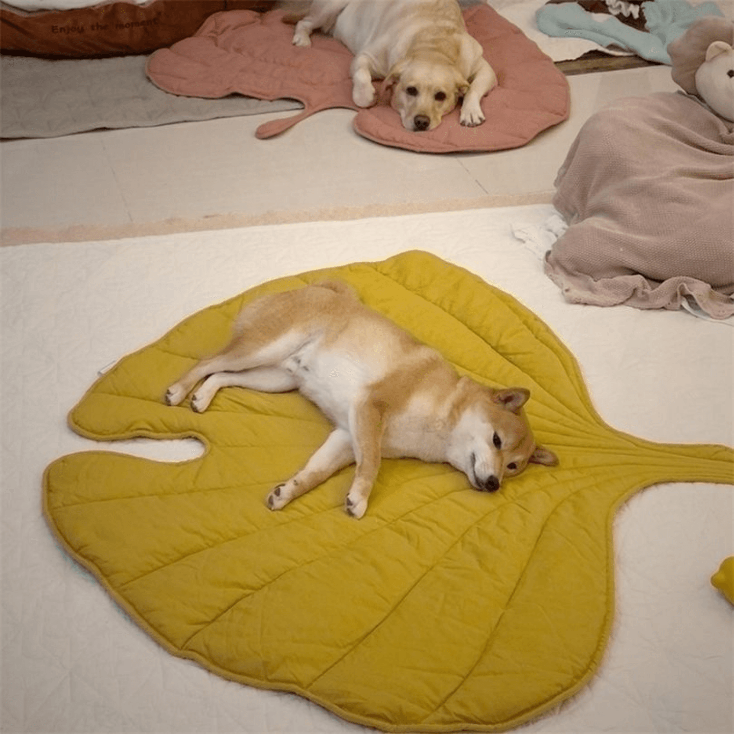 Special Dog Blanket - Cosypaws