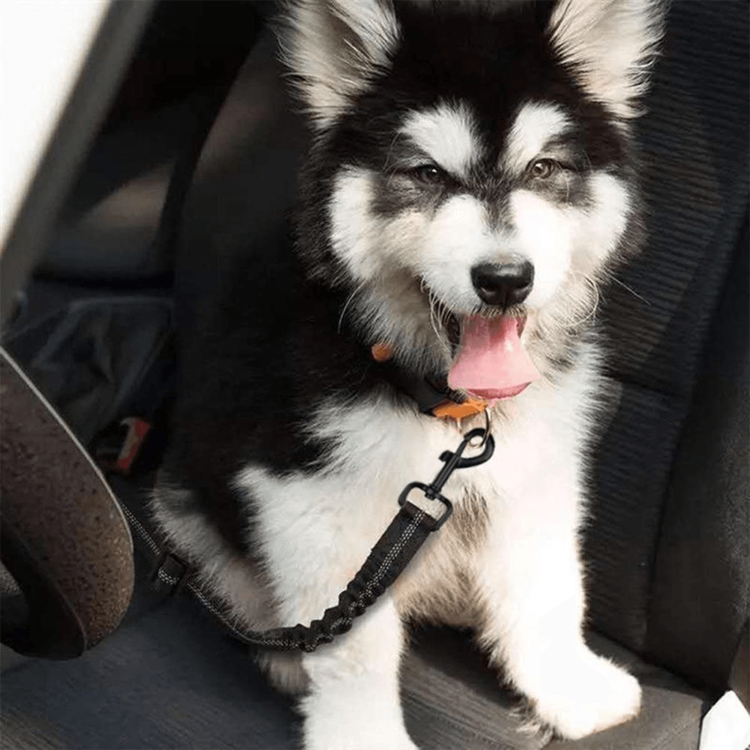Safety Dog Seat Belt - Cosypaws